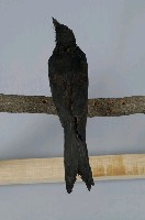Black Drongo Collection Image, Figure 8, Total 13 Figures